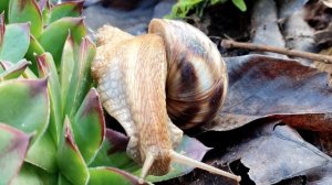 Цветут тюльпаны в южном саду, утро после дождя, проснулись ежи