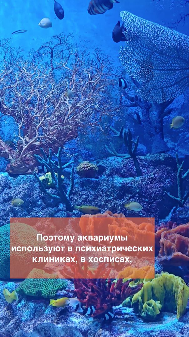РЫБКИ УСПОКАИВАЮТ? Как аквариум влияет на здоровье