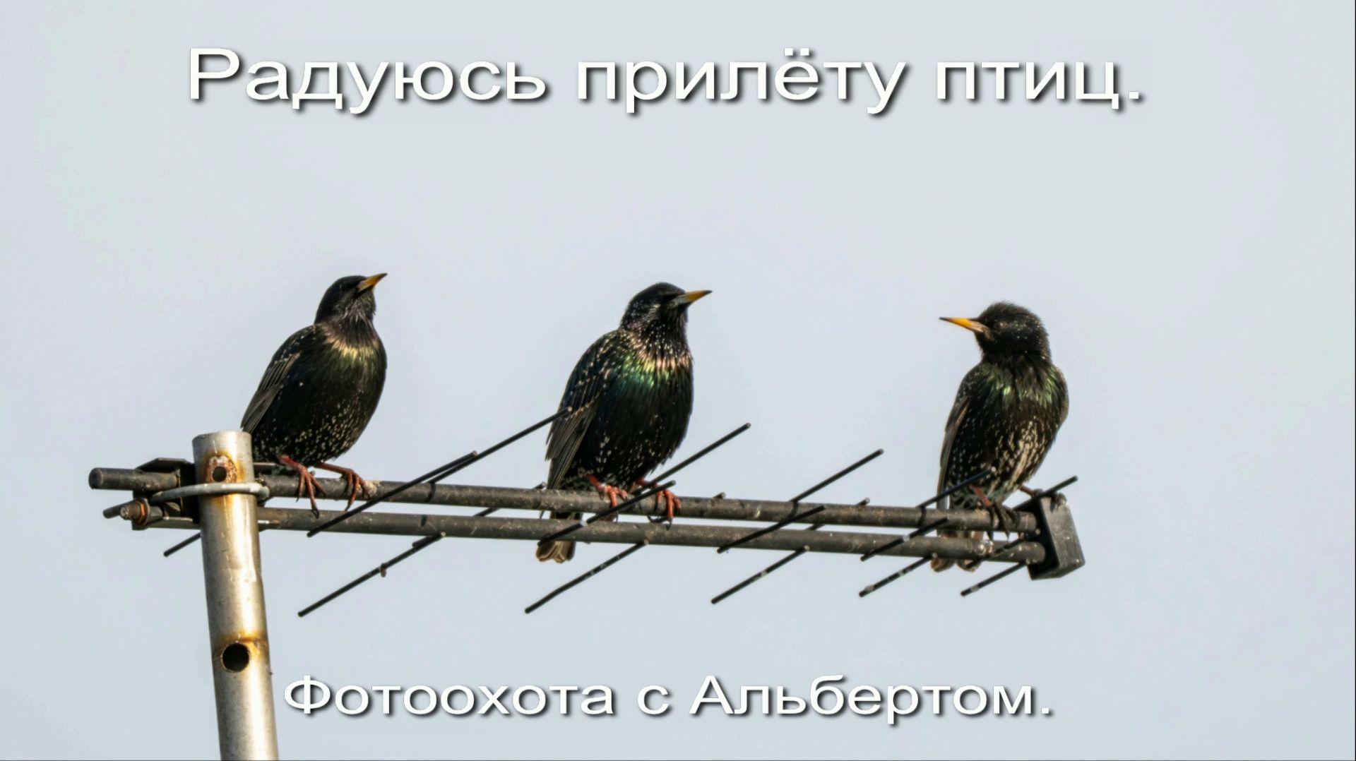 Фотоохота с Альбертом. Радуюсь прилёту птиц.