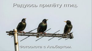 Фотоохота с Альбертом. Радуюсь прилёту птиц.