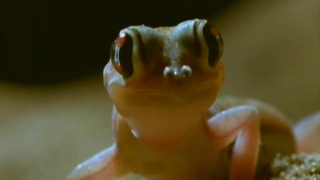 Первозданная природа. Эдем жизни 16 серия (документальный сериал, 1997)