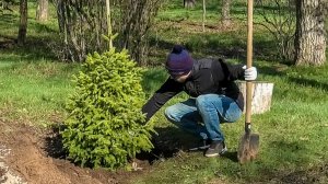 Сербские ели – в подарок к 70-летию парка «Гидростроитель»