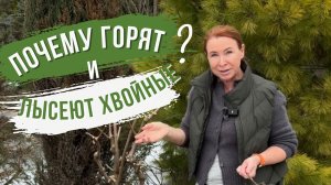 Три неочевидные причины обгорания и облысения хвойных.