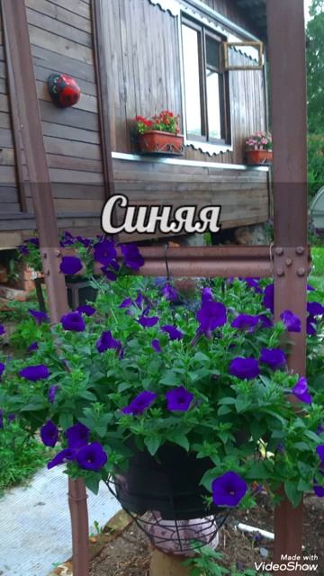 Петуния Эксплорер Блю