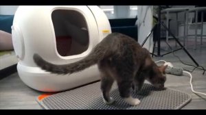 Топ гаджетов для кошек и собак: автоматический лоток PETKIT PURA MAX, сушка AIRSALON MAX и др.