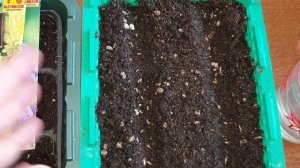 Так Астра взойдёт точно. Из морозилке в кипяток. Скандальный метод.