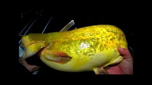 ТАКОЕ В ПЕРВЫЙ РАЗ ПОПАЛОСЬ!!! ЕЛЕ СПИННИНГ УДЕРЖАЛ. РЫБАЛКА НА ЗАКИДУШКИ