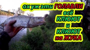 Ловля голавля. Голавль атакует 37. Поклевки голавля на спиннинг.