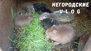 Все в цвету, а у нас - похолодание! Хрустящая травка для НУТРИЙ. 08.04.26