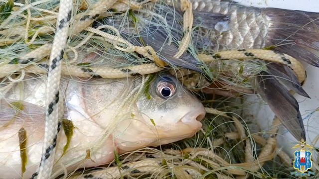 Как мошенники обманули 92-летнюю бабушку и чуть не устроили теракт в Батайске ч.3