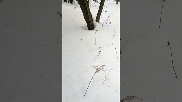 3) Осмотр 28.02.2026, г.Балашиха, ул.Гастелло, мкр.Саввино