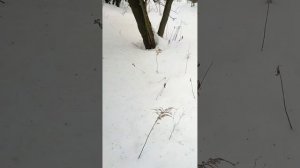 3) Осмотр 28.02.2026, г.Балашиха, ул.Гастелло, мкр.Саввино