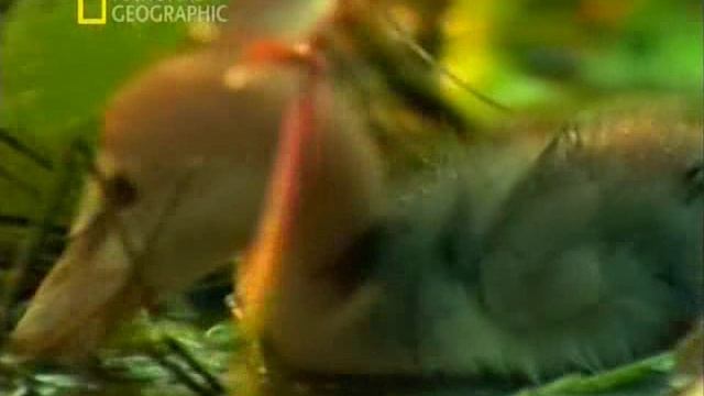 Первозданная природа. Эдем жизни 10 серия (документальный сериал, 1997)