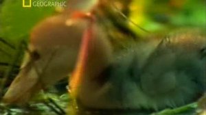 Первозданная природа. Эдем жизни 10 серия (документальный сериал, 1997)