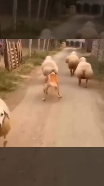 Когда Маугли воспитывался в Отаре Овец