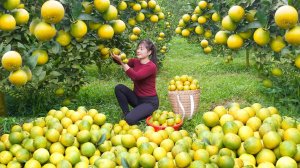 Собираю урожай апельсинов на продажу. Соорудила большую шпалеру для урожая люффы. Нхат