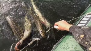 БЕШЕНЫЙ КЛЁВ ЩУКИ НА КРУЖКИ. КАК ПРАВИЛЬНО СТАВИТЬ КРУЖКИ