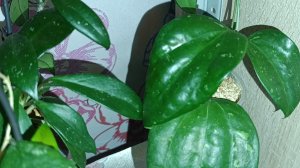 Комнатные растения: полив🪴🪴🪴🪴🪴🪴🪴🪴🪴🪴🪴🪴🪴🪴🪴🪴🪴🪴🪴🪴