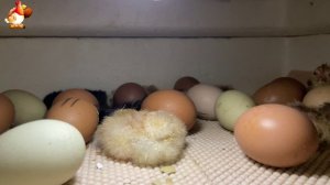 Мы снимали инкубатор 7 часов ночью… и дождались чуда (3)