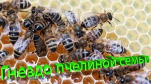 Секреты профессора Кашковского: гнездо пчелиной семьи и соты [живой ответ без воды]