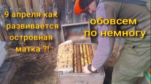 как развивается семья с островной маткой ?!