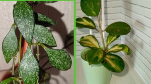 Хойя Парвифлора сплеш и хойя Обовата вариегата сплеш