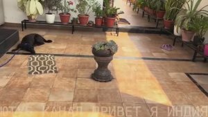 Привет Я Индия  ЧТО НАЧАЛОСЬ В ИНДИИ УЖЕСТОЧИЛИ ПРАВИЛА В ГОРОДЕНОЧНАЯ ЖИЗНЬ ПОД ЗАПРЕТОМ