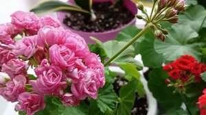 Пожелтение листиков на Пеларгонии, Герани