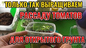 Не сейте на рассаду ТОМАТЫ для ОТКРЫТОГО грунта пока не посмотрите это видео 🌱🍅