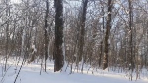 ходил по лесу ЧАСТЬ 18