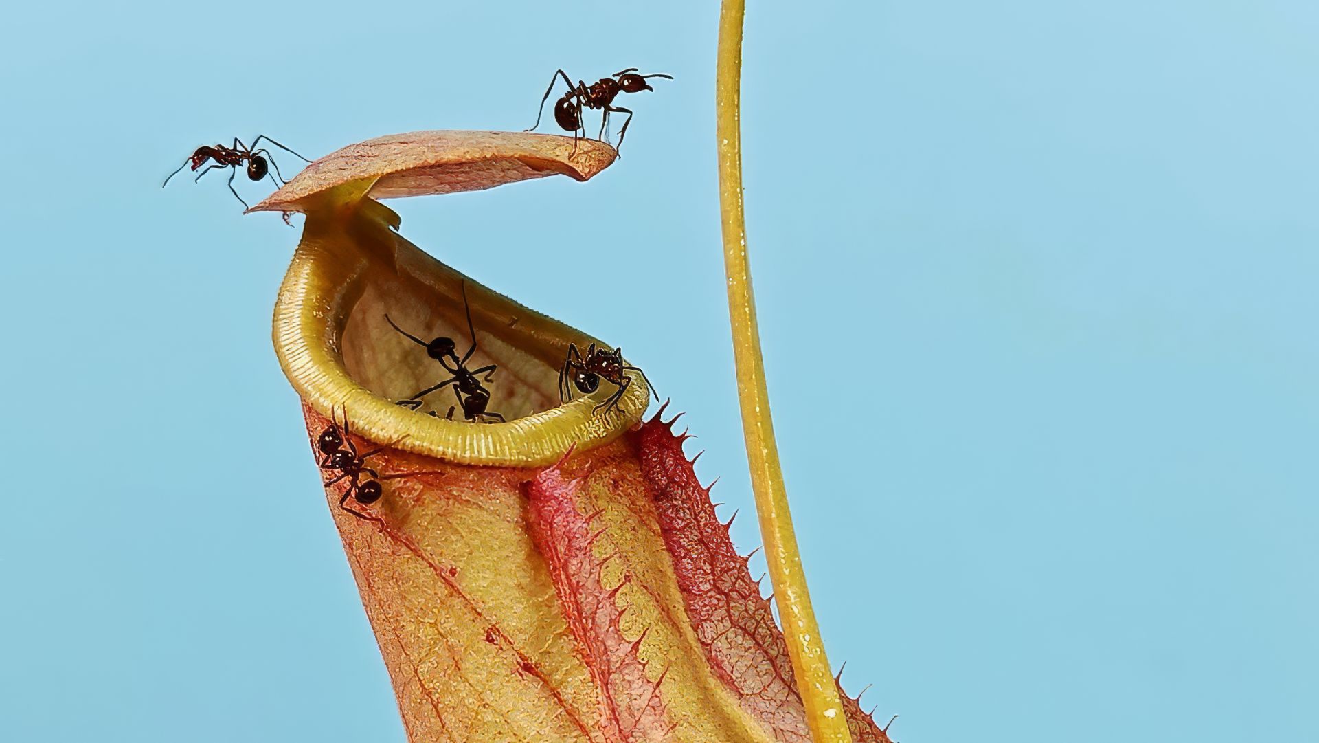 Сможет ли растение Хищник поймать тропических муравьев?
