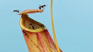 Сможет ли растение Хищник поймать тропических муравьев?