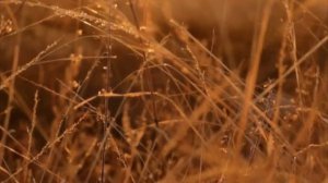 Пребудь с нами, Пастырь Господь! - Валентина Левицкая и Сергей Морозов