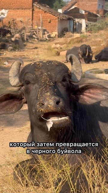 Почему в Индии не едят коров?