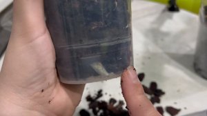 Опять убитые орхидеи из 5 ки