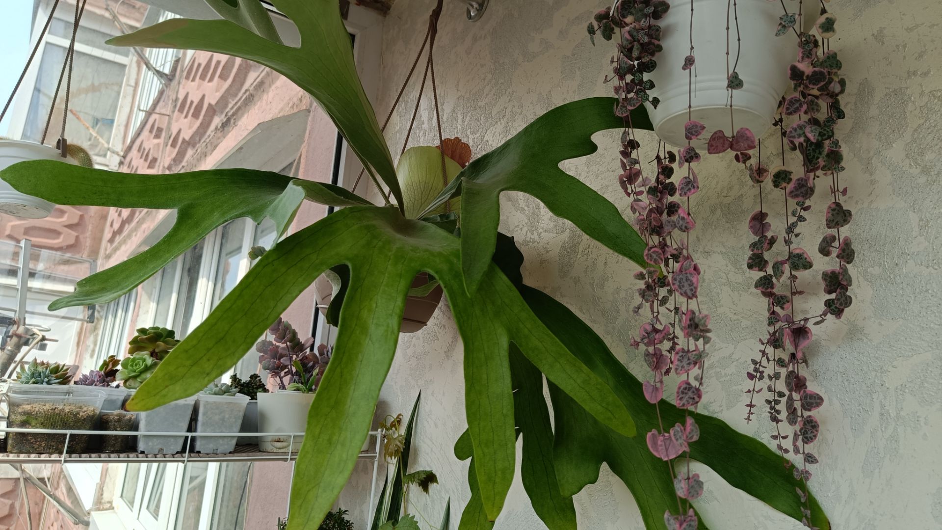 Обзор растений. Много цветущих антуриумов