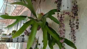 Обзор растений. Много цветущих антуриумов