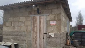 9.04.26. бешеный дятел. что он там нашёл?