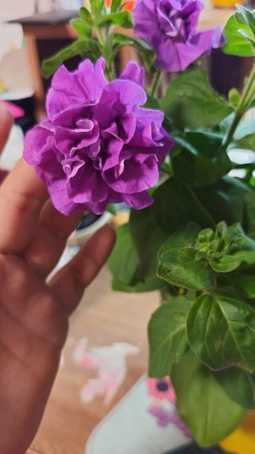 Петуния Дуо Лавандовая