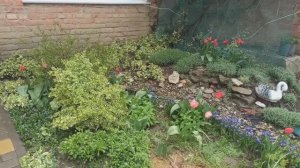 Обзор цветника! Высадила хризантему.