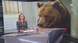 Челябинский мишка Степа в сложной ситуации: его не берут приюты и зоопарки