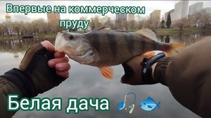 СПИННИНГ В ЗАПРЕТ!ФРИ РИГ 1-2 ГР/ЩУКИ ОКУНИ НА РАКА/РЫБАЛКА НА ПЛАТНИКЕ!