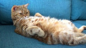 Не Мукбанг Кошка Лиса в Образе, шотландская прямоухая.