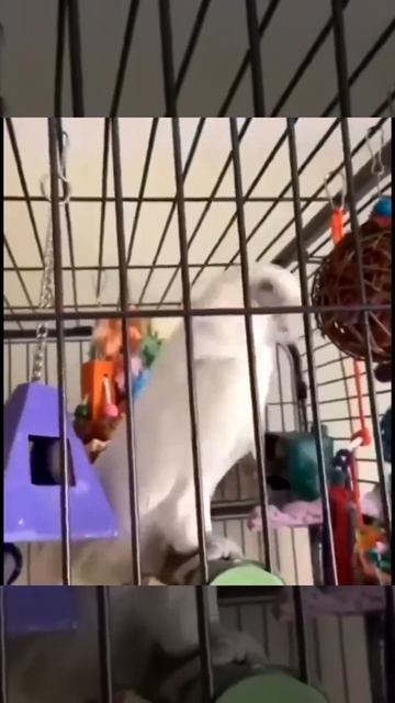 этот попугай  точно чувствует ритм