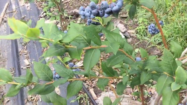 Голубика  без торфа сорт БЛЮКРОП 28 августа