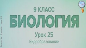 Видообразование