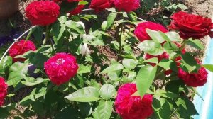 Розы - украшение садового участка. Вспоминаем лето