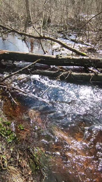 Весенний ручей