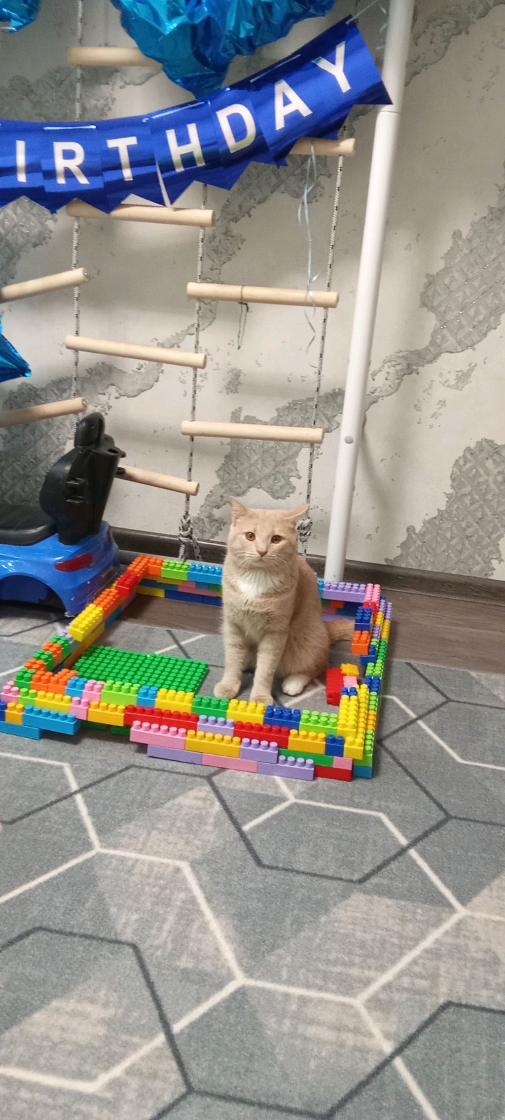 приколы с котом