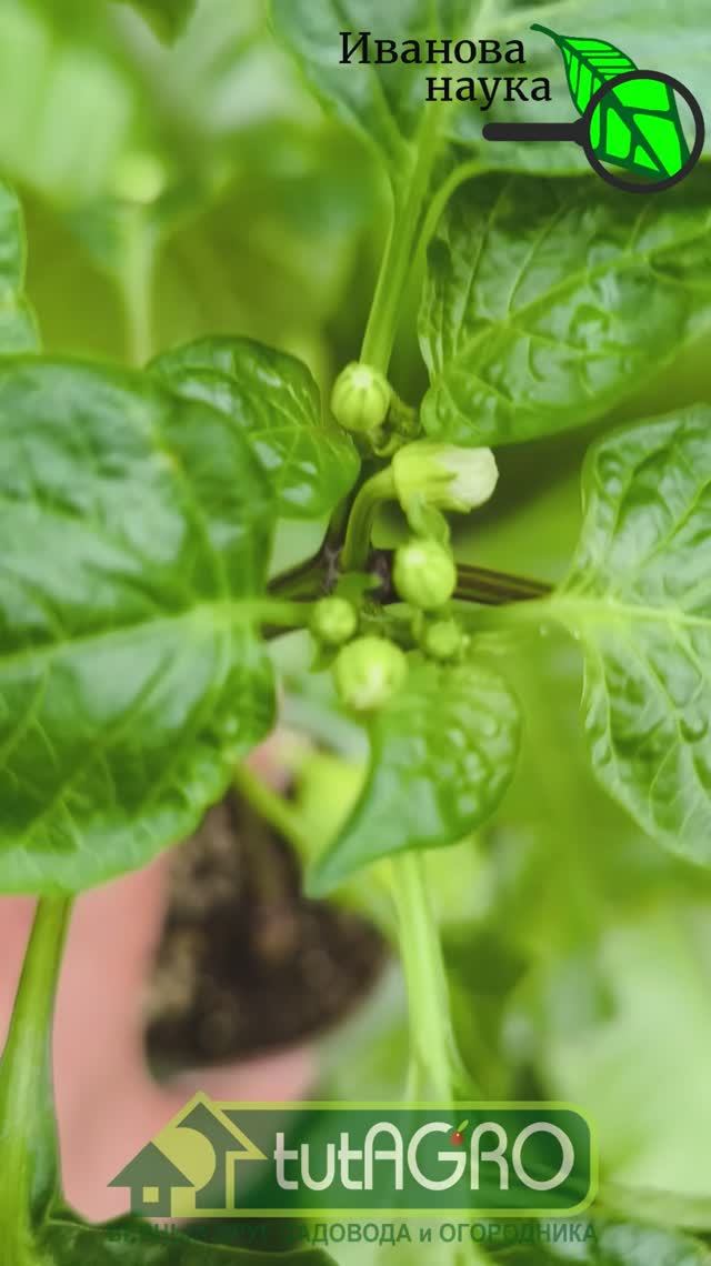 🌶️😭Смотрю на перец и рыдаю! Слезы над рассадой: эпичный провал с перцем. Что пошло не так в 2026?